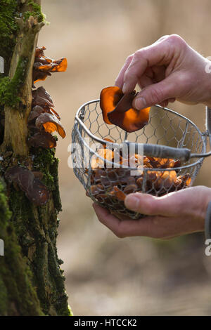 Judasohr-Pilzernte, Pilze Sammeln, Pilzkorb, Judasohr, Ohrlappenpilz, Holunderschwamm, Judas-Ohr, Ohrlappen-Pilz, Holunder-Schwamm, Holunderpilz, Mu-E Stockfoto