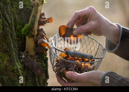 Judasohr-Pilzernte, Pilze Sammeln, Pilzkorb, Judasohr, Ohrlappenpilz, Holunderschwamm, Judas-Ohr, Ohrlappen-Pilz, Holunder-Schwamm, Holunderpilz, Mu-E Stockfoto