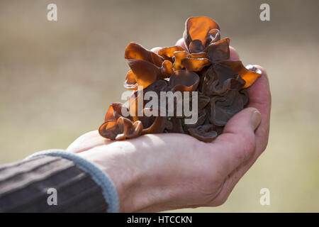 Judasohr-Pilzernte, Pilze Sammeln, Pilzkorb, Judasohr, Ohrlappenpilz, Holunderschwamm, Judas-Ohr, Ohrlappen-Pilz, Holunder-Schwamm, Holunderpilz, Mu-E Stockfoto