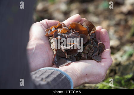 Judasohr-Pilzernte, Pilze Sammeln, Pilzkorb, Judasohr, Ohrlappenpilz, Holunderschwamm, Judas-Ohr, Ohrlappen-Pilz, Holunder-Schwamm, Holunderpilz, Mu-E Stockfoto