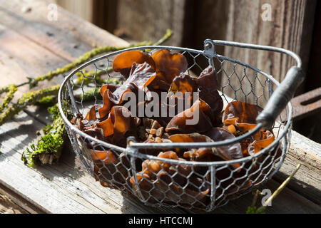 Judasohr-Pilzernte, Pilze Sammeln, Pilzkorb, Judasohr, Ohrlappenpilz, Holunderschwamm, Judas-Ohr, Ohrlappen-Pilz, Holunder-Schwamm, Holunderpilz, Mu-E Stockfoto