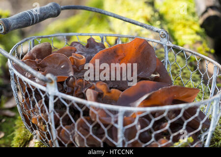 Judasohr-Pilzernte, Pilze Sammeln, Pilzkorb, Judasohr, Ohrlappenpilz, Holunderschwamm, Judas-Ohr, Ohrlappen-Pilz, Holunder-Schwamm, Holunderpilz, Mu-E Stockfoto