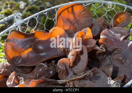 Judasohr-Pilzernte, Pilze Sammeln, Pilzkorb, Judasohr, Ohrlappenpilz, Holunderschwamm, Judas-Ohr, Ohrlappen-Pilz, Holunder-Schwamm, Holunderpilz, Mu-E Stockfoto