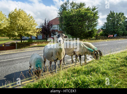 Eine kleine Gruppe von Schafen roaming am Straßenrand im Dorf Goathland, North Yorkshire. Stockfoto