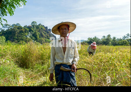 Myanmar (ehemals Burma). Mon-Status. Mawlamyin (Moulmein). Bauer, der in einem Reisfeld arbeitet Stockfoto