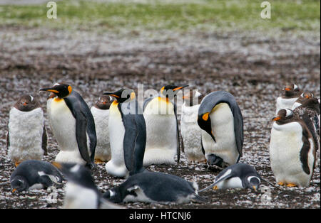 Königspinguine und kleinere Gentoo-Pinguine auf den Falklandinseln. Der weibliche König Pinguin auf der rechten Seite den Kopf nach unten hängt, um ihre Küken zu überprüfen. Stockfoto