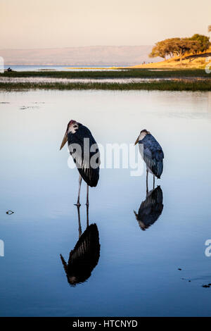 Marabu (Leptoptilos Crumenifer) Störche See Awassa, Äthiopien Stockfoto