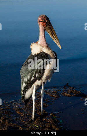 Ein Marabou Storch (Leptoptilos Crumenifer) See Awassa, Äthiopien Stockfoto