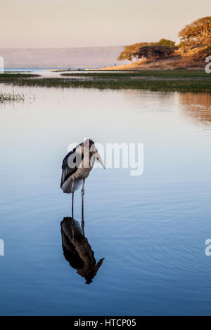 Ein Marabou Storch (Leptoptilos Crumenifer) See Awassa, Äthiopien Stockfoto