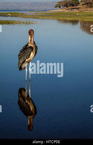 Ein Marabou Storch (Leptoptilos Crumenifer) See Awassa, Äthiopien Stockfoto