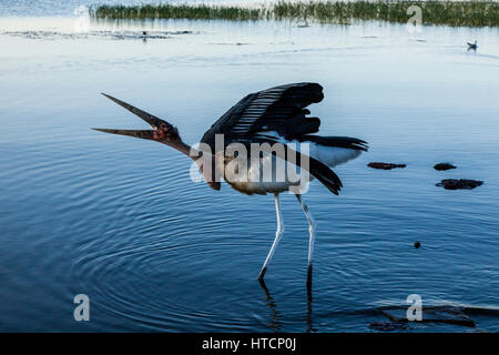 Ein Marabou Storch (Leptoptilos Crumenifer) See Awassa, Äthiopien Stockfoto