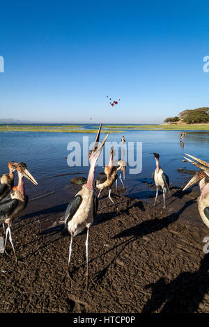 Marabu Störche (Leptoptilos Crumenifer) Fütterung am Ufer des Sees Awassa, Äthiopien Stockfoto