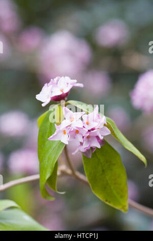 Daphne Bholua 'Peter Smithers' Blumen. Stockfoto