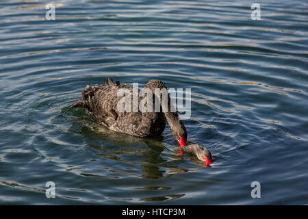 Zwei australische schwarze Schwäne den Hof führen ihre Paarungsritual auf Lake Eola in Orlando, Florida. Stockfoto