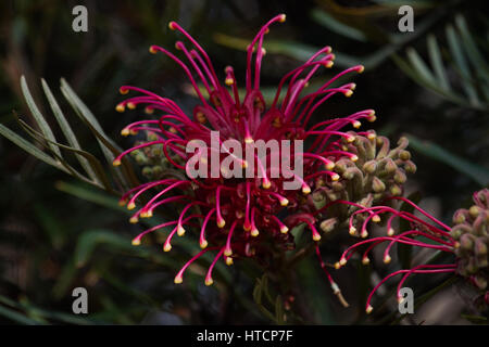 Grevillea, Spinne Blume, seidige Eiche oder einer Zahnbürste Werk.-Proteaceae - Grevilleoideae, Brasilien Stockfoto