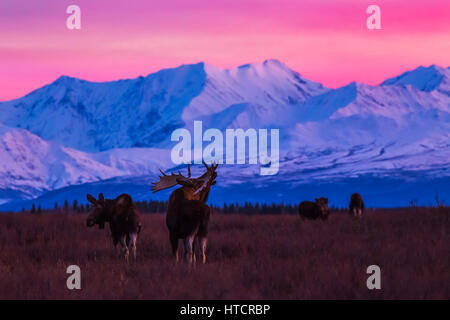Ein Stier Elch (Alces Alces) macht Lautäußerungen nach Sonnenuntergang mit der Alaskakette im Hintergrund während der Brunftzeit Stockfoto