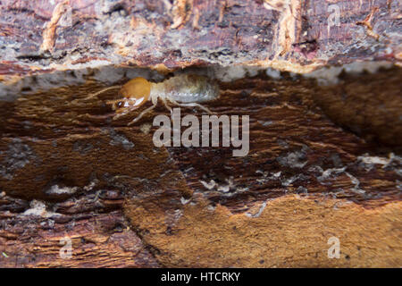 Termite, Termiten essen Holz wie ein Tier im Haus Stockfoto