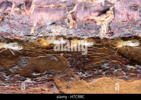 Termite, Termiten essen Holz wie ein Tier im Haus Stockfoto