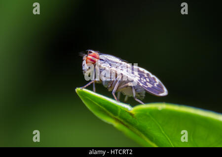 Termite, Termiten essen Holz wie ein Tier im Haus Stockfoto