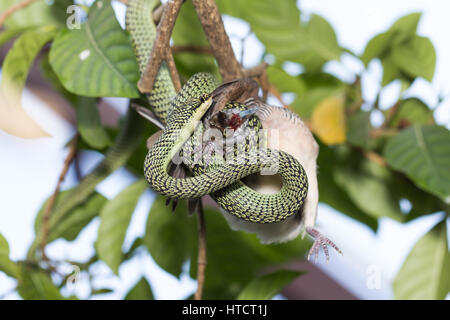 Schlange Essen Vögel hautnah. Stockfoto