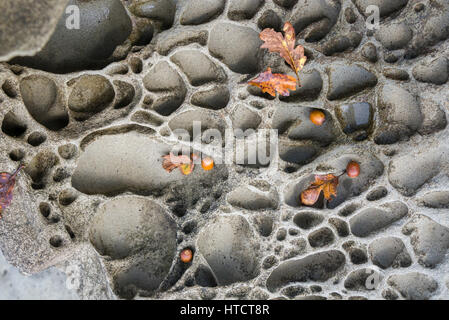 Blätter und Eicheln aus Garry-Eiche auf tafoni-gepockten Felsen, Fords Cove, Hornby Island, British Columbia, Kanada Stockfoto