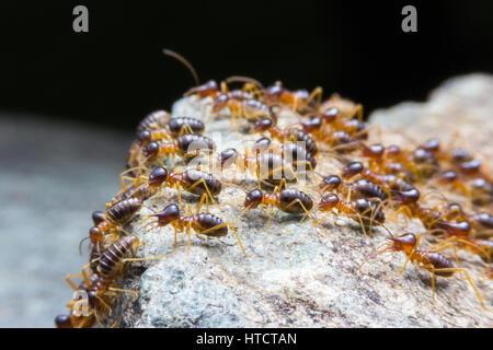 Termite, Termiten essen Holz wie ein Tier im Haus Stockfoto