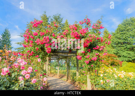 Rosa Rosen auf Laube, Burnaby Mountain Centennial Rose Garden, Burnaby, British Columbia, Kanada Stockfoto