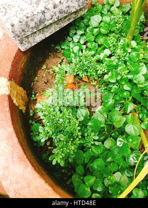 Grüner Busch in Bonsai Stockfoto