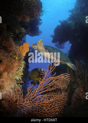 Ein Hawksbill Turtle Fütterung auf einen Schwamm mit einem Angelfish folgenden in Cozumel, Mexiko Stockfoto