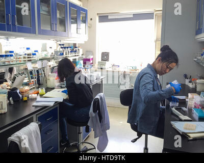 (170310)--Peking, 10. März 2017 (Xinhua)--Forscher mit der Tsinghua-Universität Dai Junbiao Team die Arbeit im Labor der Tsinghua Universität in Peking, Hauptstadt von China, 1. April 2016. Chinesische Wissenschaftler haben vier synthetische Hefe Chromosomen zusammengestellt, wodurch China das zweite Land in der Lage, entwerfen und Erstellen von eukaryotischen Genomen. Die Ergebnisse wurden am Freitag Ausgabe der Zeitschrift Science, einen Schritt näher zum Aufbau synthetischen Lebens veröffentlicht. In der Studie bauen Forscher Tianjin University, Tsinghua Universität und BGI-Shenzhen das synthetische aktive Chromosom Stockfoto