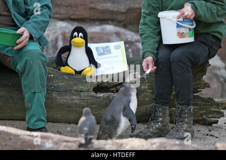 Zwei Betreuer Fütterung einen Humboldt-Pinguin mit einem Fisch neben das Linux-Maskottchen, der Pinguin Tux, in einem Presse-Event im Tierpark in Limbach-Oberfrohna, Deutschland, 10. März 2017. Zwei der Pinguine wurden von den Organisatoren der Chemnitzer Linux-Tage-Veranstaltung am selben Tag angenommen. Als Maskottchen des freien Betriebssystems Mitte der 1990er Jahre wurde der Pinguin Tux von Linux-Gründer gewählt. Tausende von Gäste aus ganz Europa werden auf der kommenden 19. Chemnitzer Linux-Tage-Veranstaltung am 11. und 12. März 2017 erwartet. Im Mittelpunkt des diesjährigen Linux-Tage ist auf Zugänglichkeit und Benutzerfreundlichkeit Stockfoto