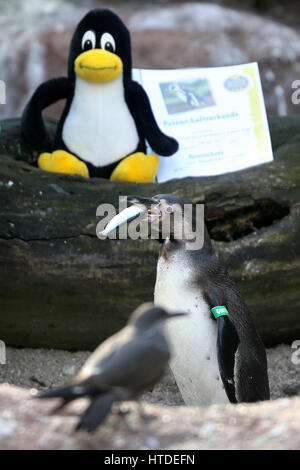 Ein Humboldt-Pinguin ernährt sich von Fischen neben das Linux-Maskottchen, der Pinguin Tux, während einem Presse-Event im Tierpark in Limbach-Oberfrohna, Deutschland, 10. März 2017. Zwei der Pinguine wurden von den Organisatoren der Chemnitzer Linux-Tage-Veranstaltung am selben Tag angenommen. Als Maskottchen des freien Betriebssystems Mitte der 1990er Jahre wurde der Pinguin Tux von Linux-Gründer gewählt. Tausende von Gäste aus ganz Europa werden auf der kommenden 19. Chemnitzer Linux-Tage-Veranstaltung am 11. und 12. März 2017 erwartet. Im Mittelpunkt des diesjährigen Linux-Tage ist auf Zugänglichkeit und Benutzerfreundlichkeit. Foto: Jan Wo Stockfoto
