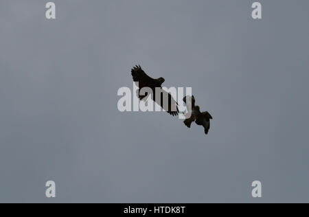 Nauplia, Griechenland. 10. März 2017.Two Falken Art BUTEO BUTEO geben Kampf um die Raum-Jagd zu behaupten. Bildnachweis: VANGELIS BOUGIOTIS/Alamy Live-Nachrichten Stockfoto