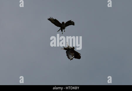 Nauplia, Griechenland. 10. März 2017.Two Falken Art BUTEO BUTEO geben Kampf um die Raum-Jagd zu behaupten. Bildnachweis: VANGELIS BOUGIOTIS/Alamy Live-Nachrichten Stockfoto