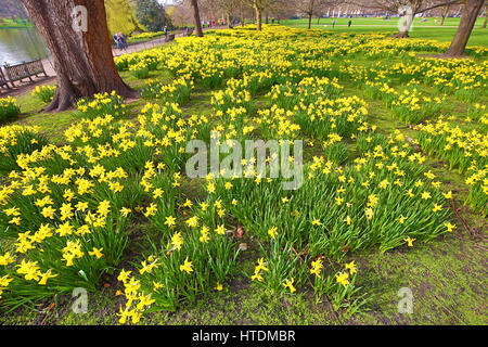 London, UK. 11. März 2017. Warmes und sonniges Wetter bringt der Frühling Narzissen und die Touristen in St. James Park, London, England-Credit: Paul Brown/Alamy Live News Stockfoto