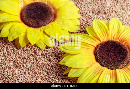 Sonnenblumen, gelben Blüten gegen verschütten Weizenkörner Stockfoto