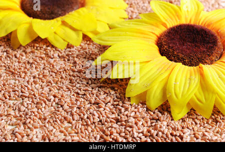 Sonnenblume Stockfoto