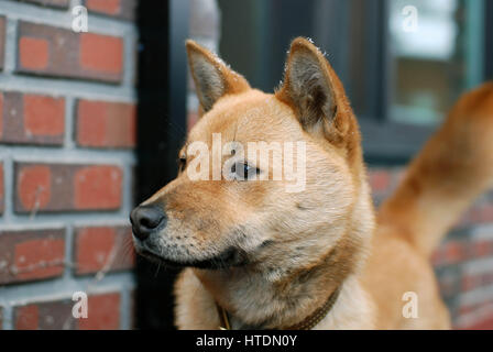 Medium braun Jindo-Hund Stockfoto