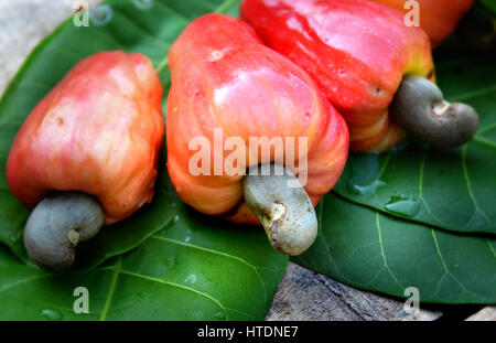 alten Cashew-Nuss Frischobst in tropischen Land im freien Dunkelheit und Schatten Sonne Licht tagsüber Stockfoto