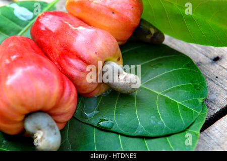 alten Cashew-Nuss Frischobst in tropischen Land im freien Dunkelheit und Schatten Sonne Licht tagsüber Stockfoto