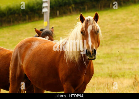 Kastanien Pony mit einer flaxen Mane & Heck Stockfoto