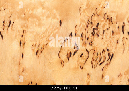 Holzmuster der karelischen Birke, Hintergrundtextur Stockfoto