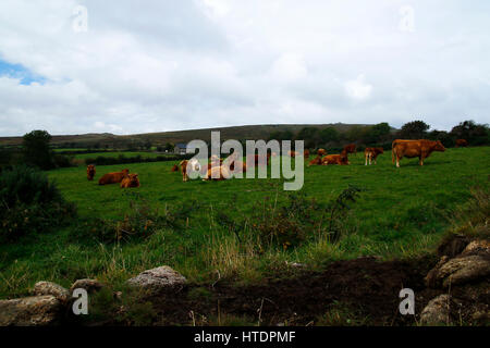 Glückliche Herde des Viehs in der Devonshire-Landschaft Stockfoto