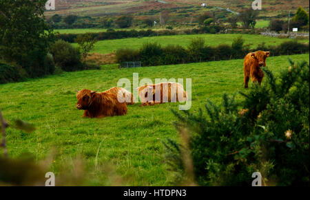 Cute Highland Kälber mit zottigen Fell Stockfoto