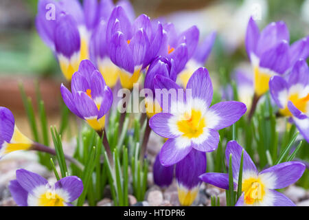 Crocus Sieberi Subspecies Sublimis "Tricolor" Blumen. Stockfoto