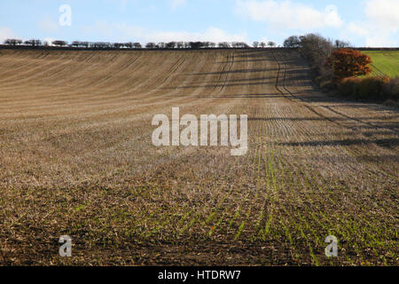 Gepflügte Feld, Muster, gerade Furchen, Boden, Saatbett, Herbstboden, gesät, bebaut, Landwirtschaft, künstlerische Linien, Pflanzen, Anbau, Pflügen, Samen Stockfoto