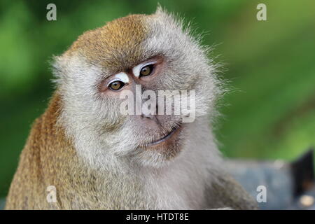 Long-tailed Macaque (Macaca Fascicularis) Stockfoto