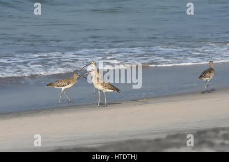 Die lange Brachvogel (Numenius Americanus) Stockfoto