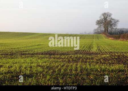 Gepflügte Feld, Muster, gerade Furchen, Boden, Saatbett, Herbstboden, gesät, bebaut, Landwirtschaft, künstlerische Linien, Pflanzen, Anbau, Pflügen, Samen Stockfoto