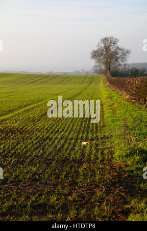 Pflugfeld, Muster, gerade Furchen, Hecke, Hecke, Herbstboden, gesät, bebaut, Landwirtschaft, künstlerische Linien, Pflanzen, Anbau, Pflügen, Samen Stockfoto